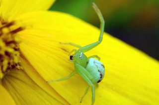 araxni spider